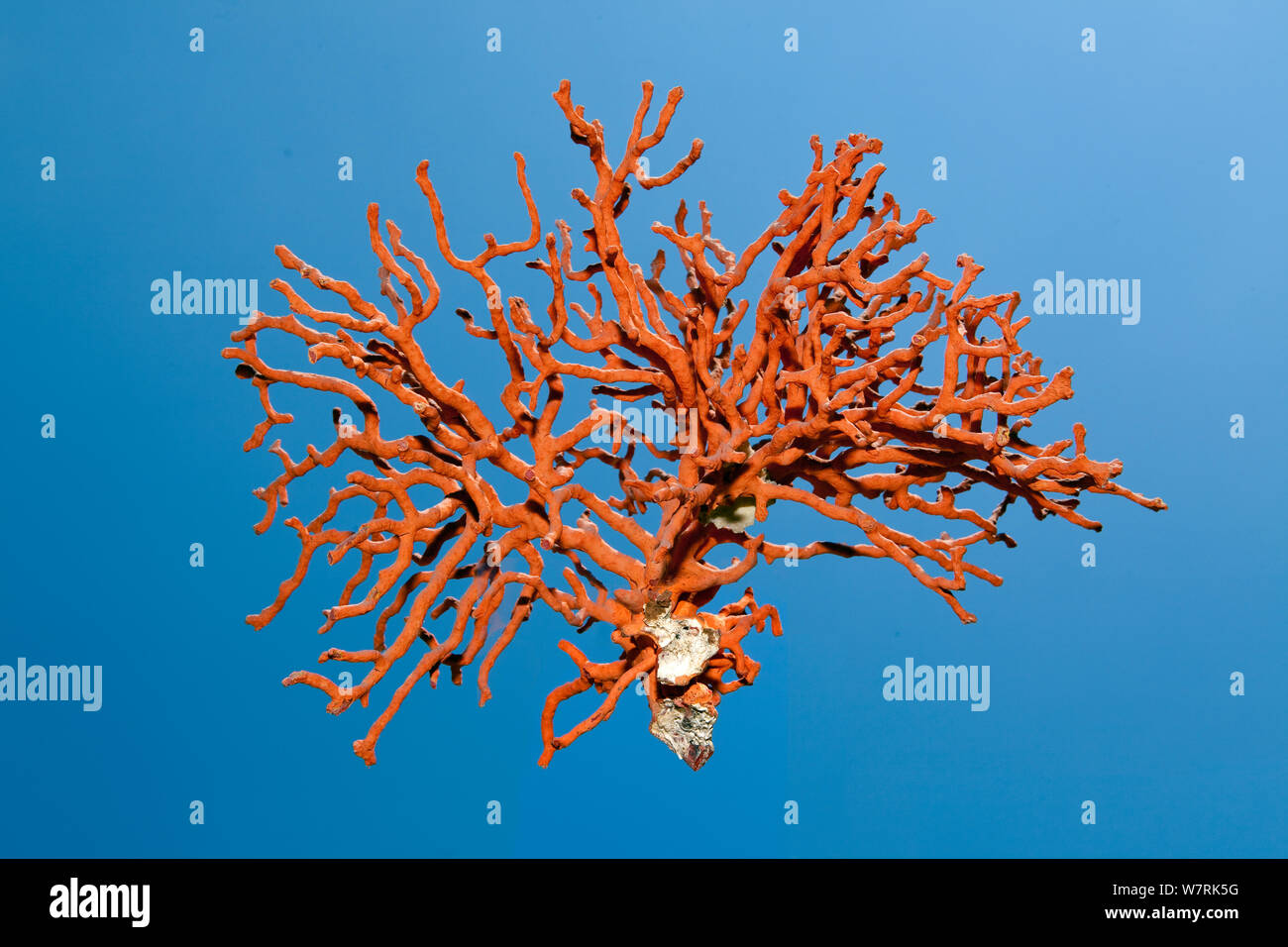 Zweig der rote Koralle (Corallium rubrum) von Reef, Split, Kroatien, Adria, Mittelmeer, besonders gefährdete Arten. Stockfoto