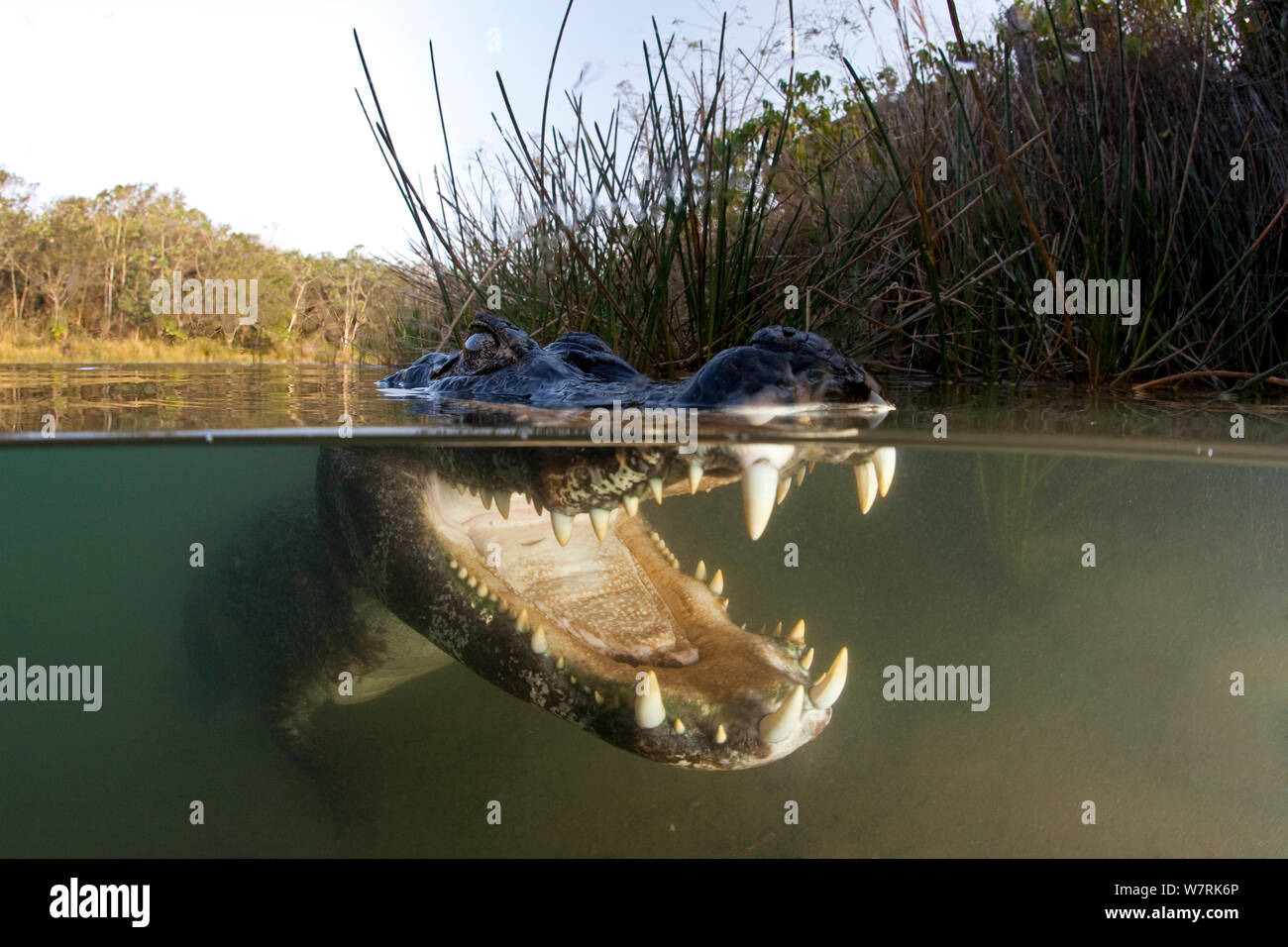 Spectacled Kaimane (Caiman crocodilus) Rio BaiÂ-a Bonita, Bonito, Mato Grosso do Sul, Brasilien Stockfoto