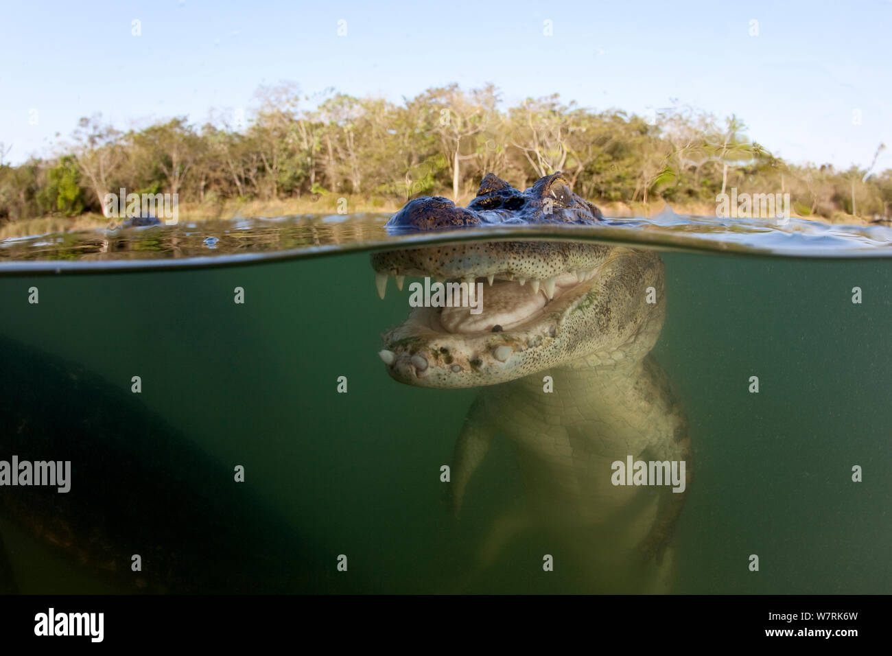 Breite - snouted Kaimane (Caiman latirostris) Baia Bonita, Bonito, Mato Grosso do Sul, Brasilien Stockfoto