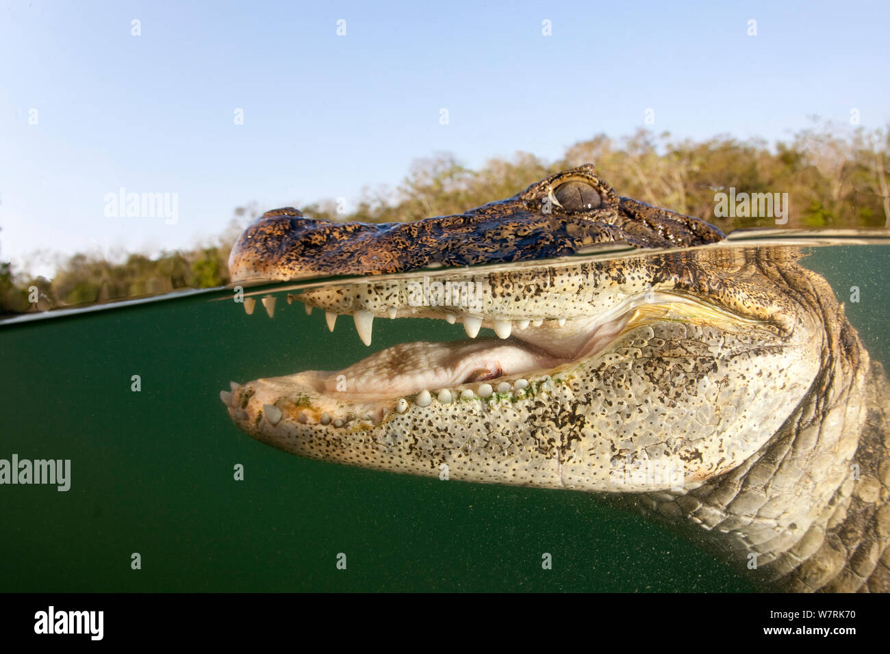 Breite - snouted Kaimane (Caiman latirostris) Baia Bonita, Bonito, Mato Grosso do Sul, Brasilien Stockfoto