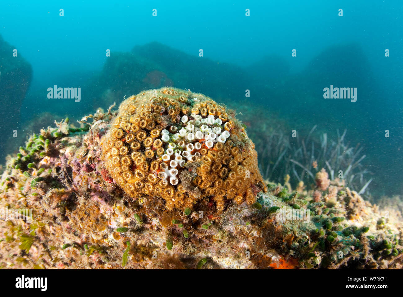 Kissen Coral (Cladocora caespitosa) der weiße Teil beschädigt ist, Insel Ischia, Italien, Tyrrhenische Meer, Mittelmeer Stockfoto