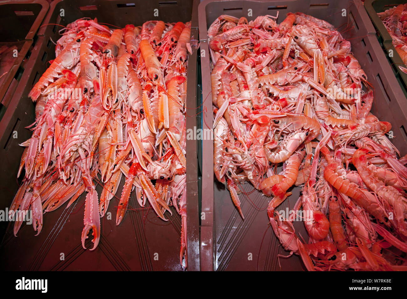 Garnelen (Nephrops norvegicus) zum Verkauf auf dem Markt der Insel Vis, Kroatien, Adria, Mittelmeer Stockfoto