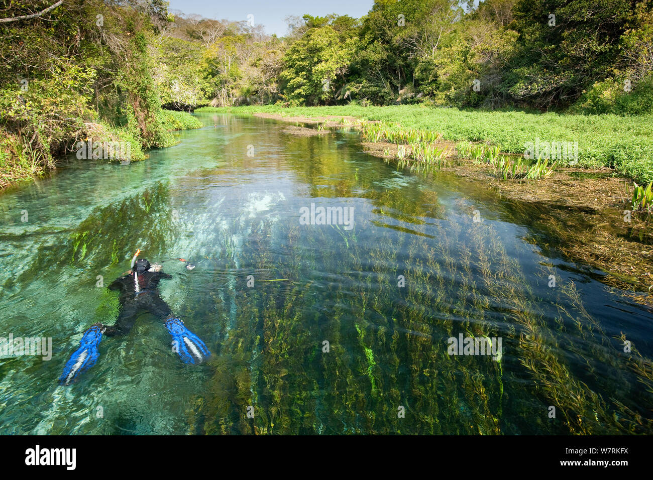 Fotograf Franco Banfi Schnorcheln auf der Suche nach Fisch im Rio Sucuri, Bonito, Mato Grosso do Sul, Brasilien Stockfoto