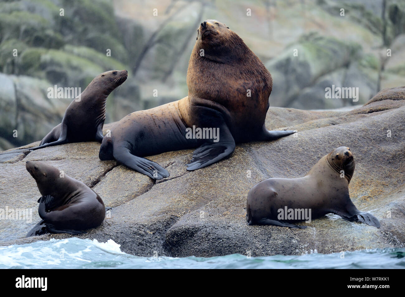 Männliche Steller Seelöwen (Eumetopias jubatus) mit einer Gruppe von Frauen an einem rookery geschleppt, Prince Rupert, British Columbia, Kanada, Juni. Stockfoto