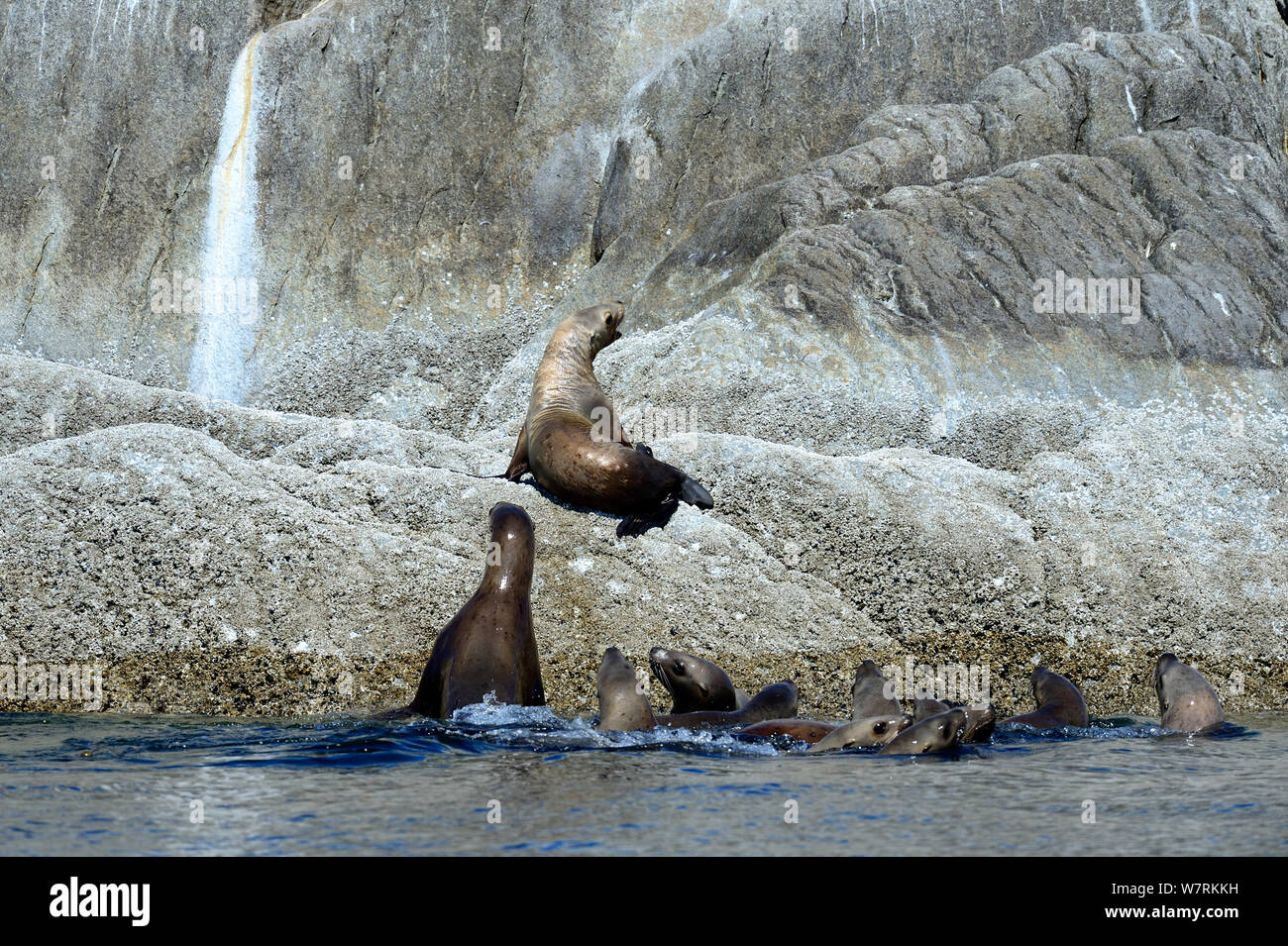 Gruppe der Steller Seelöwen (Eumetopias jubatus) in das Meer, mit einem isolierten Pup, auf einem Felsen, Prince Rupert, British Columbia, Kanada, Juni geschleppt. Stockfoto