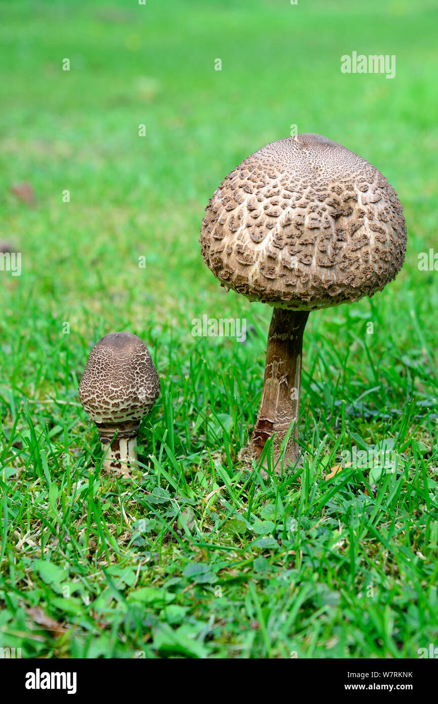 Zwei Parasol Pilze (Macrolepiota procera) wächst in einem Feld, Alsace, France, September. Stockfoto