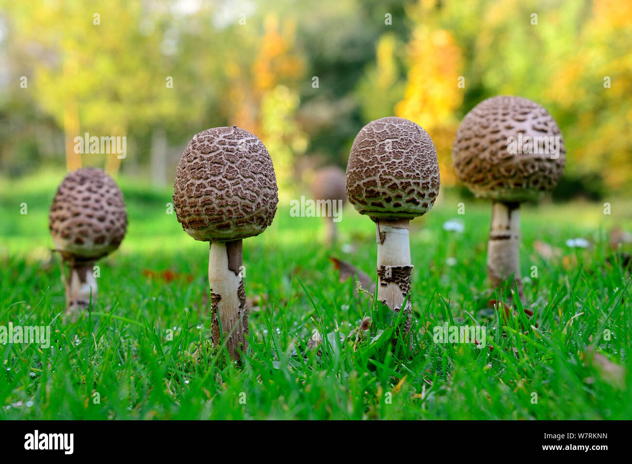 Fünf Parasol Pilze (Macrolepiota procera) wächst in einem Feld, Alsace, France, September. Stockfoto