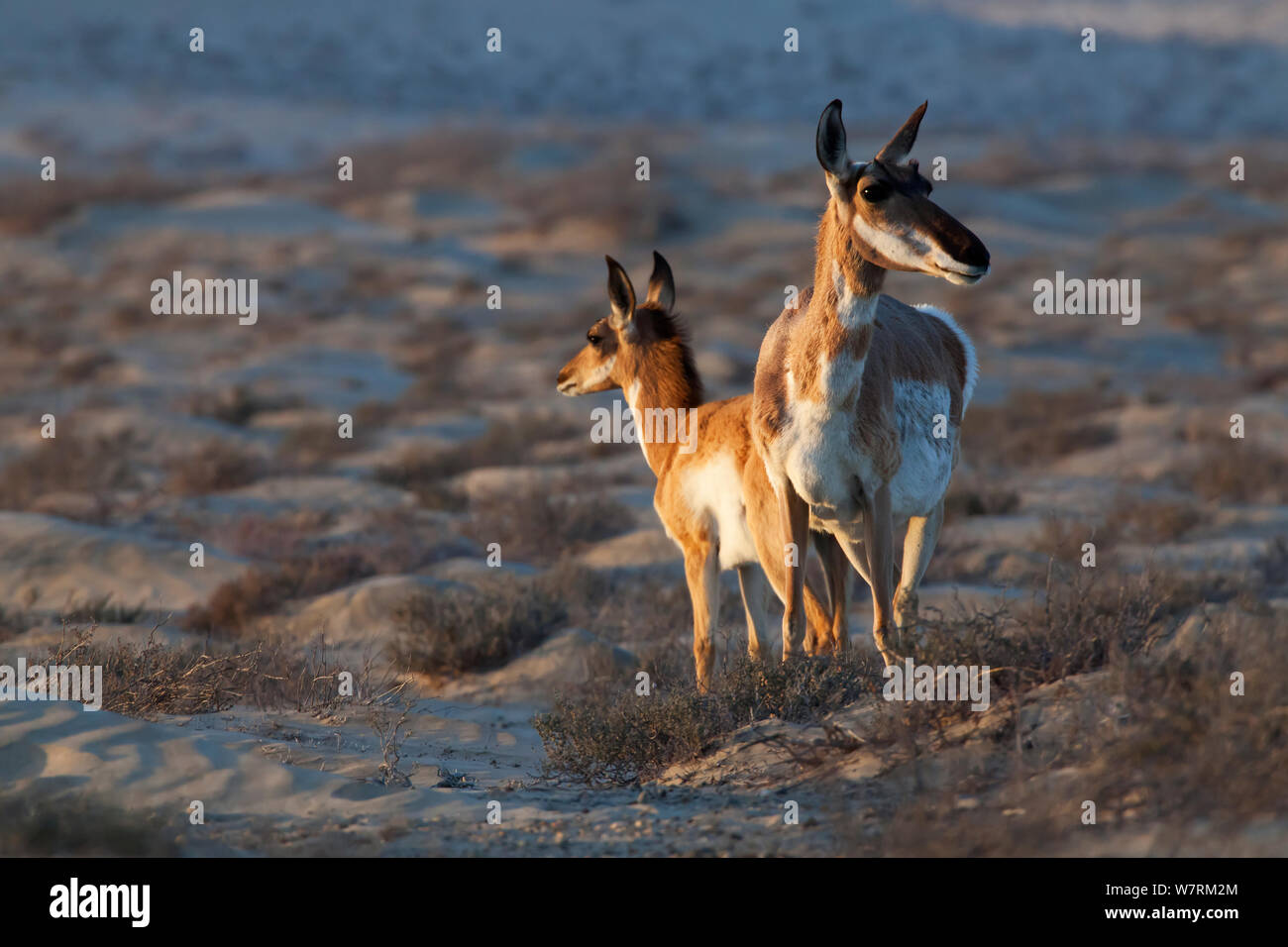 Peninsular pronghorn Antilope (Antilocapra americana peninsularis) weiblich und fawn, Peninsular pronghorn Recovery Project, Vizcaino Biosphärenreservat, Halbinsel Baja California, Mexiko, April Stockfoto