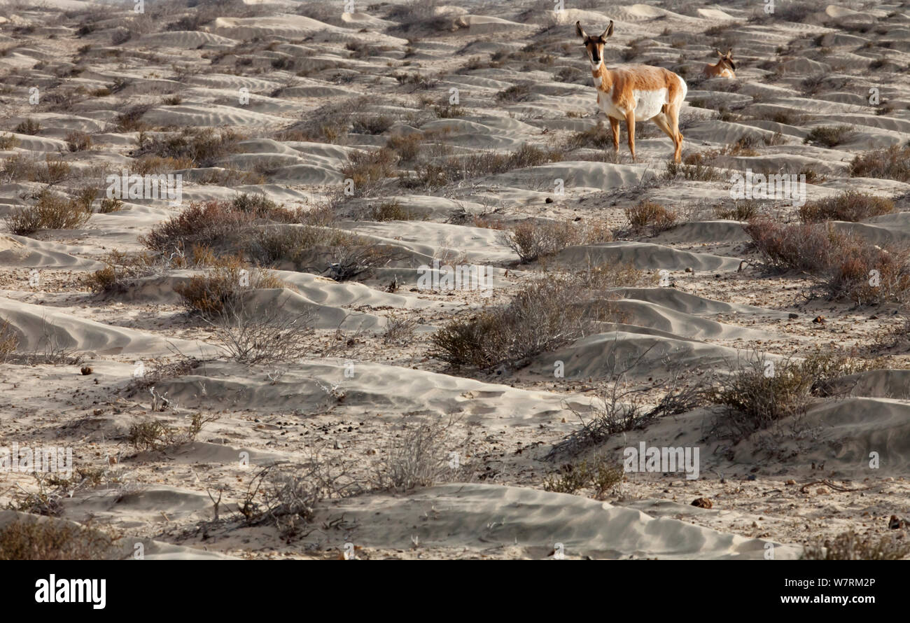 Peninsular pronghorn Antilope (Antilocapra americana peninsularis), Peninsular pronghorn Recovery Project, Vizcaino Biosphärenreservat, Halbinsel Baja California, Mexiko, April Stockfoto