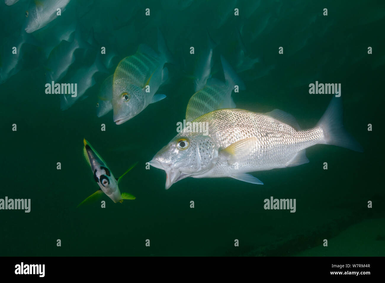 Graybar Grunzen (Haemulon sexfasciatum) bitten (Barberfish Johnrandallia nigrirostris), die als Reiniger Fisch handeln, Cabo Pulmo National Park, See von Cortez (Golf von Kalifornien), Mexiko, Juli Stockfoto