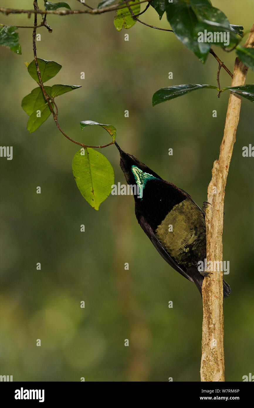 Victoria's Riflebird (Ptiloris victoriae) männlich Futter für Insekten im Regenwald Vordach. Atherton Tablelands, Queensland, Australien Stockfoto