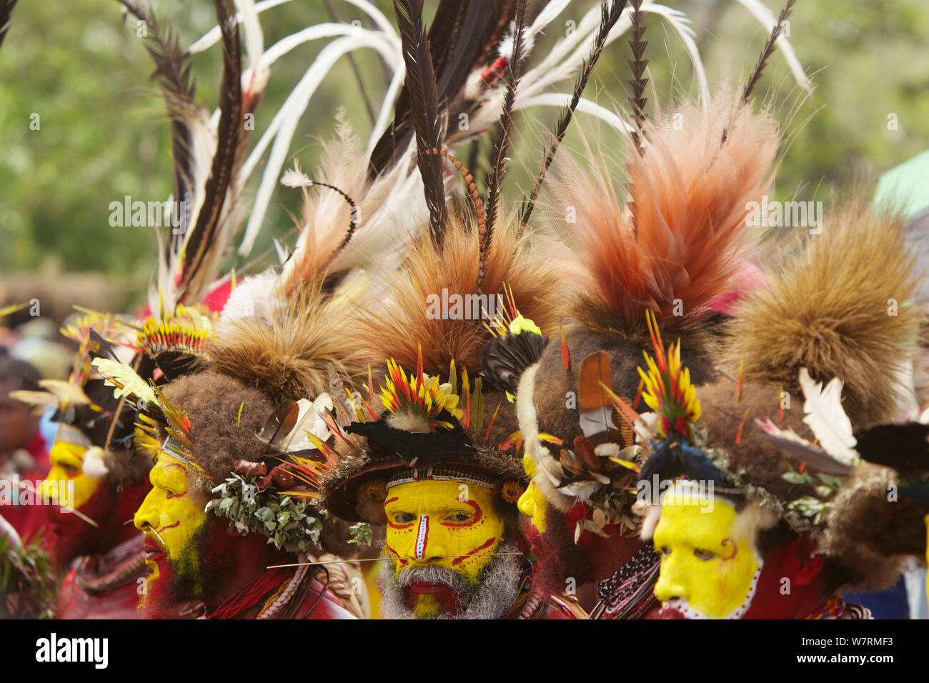 Die Huli ingsing' Tanz Zeremonie. Huli wigmen tragen Echthaar Perücken und Federn von verschiedenen Vögeln von Paradies und andere Vogelarten. Tari Tal, Southern Highlands Provinz, Papua Neu Guinea. November 2010 Stockfoto