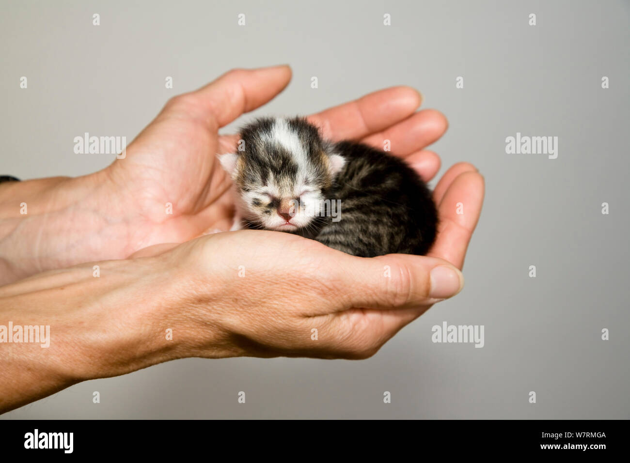 Winziges neugeborenes Kätzchen in der Frau in der Hand, Deutschland Stockfoto