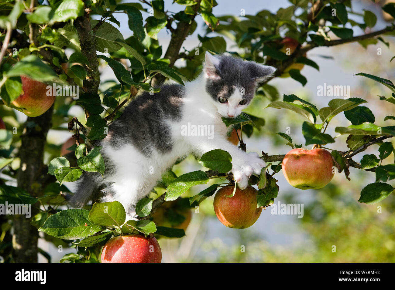 Zweifarbige Kätzchen im Klettern apple tree, Deutschland Stockfoto