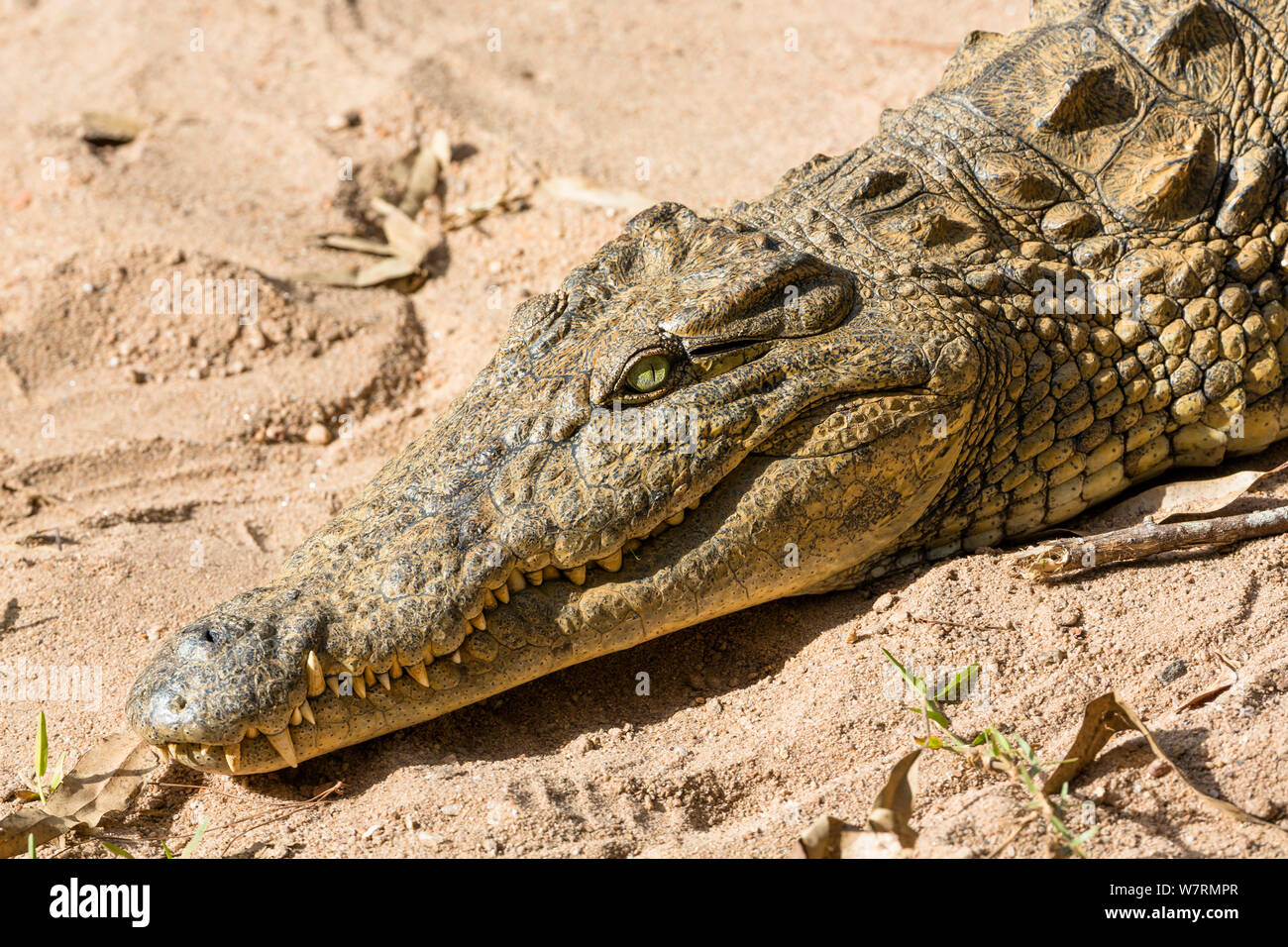 Nilkrokodil (Crocodylus niloticus madagascariensis) Sonnenbaden auf den sandigen Ufer, Madagaskar, Afrika, Captive Stockfoto