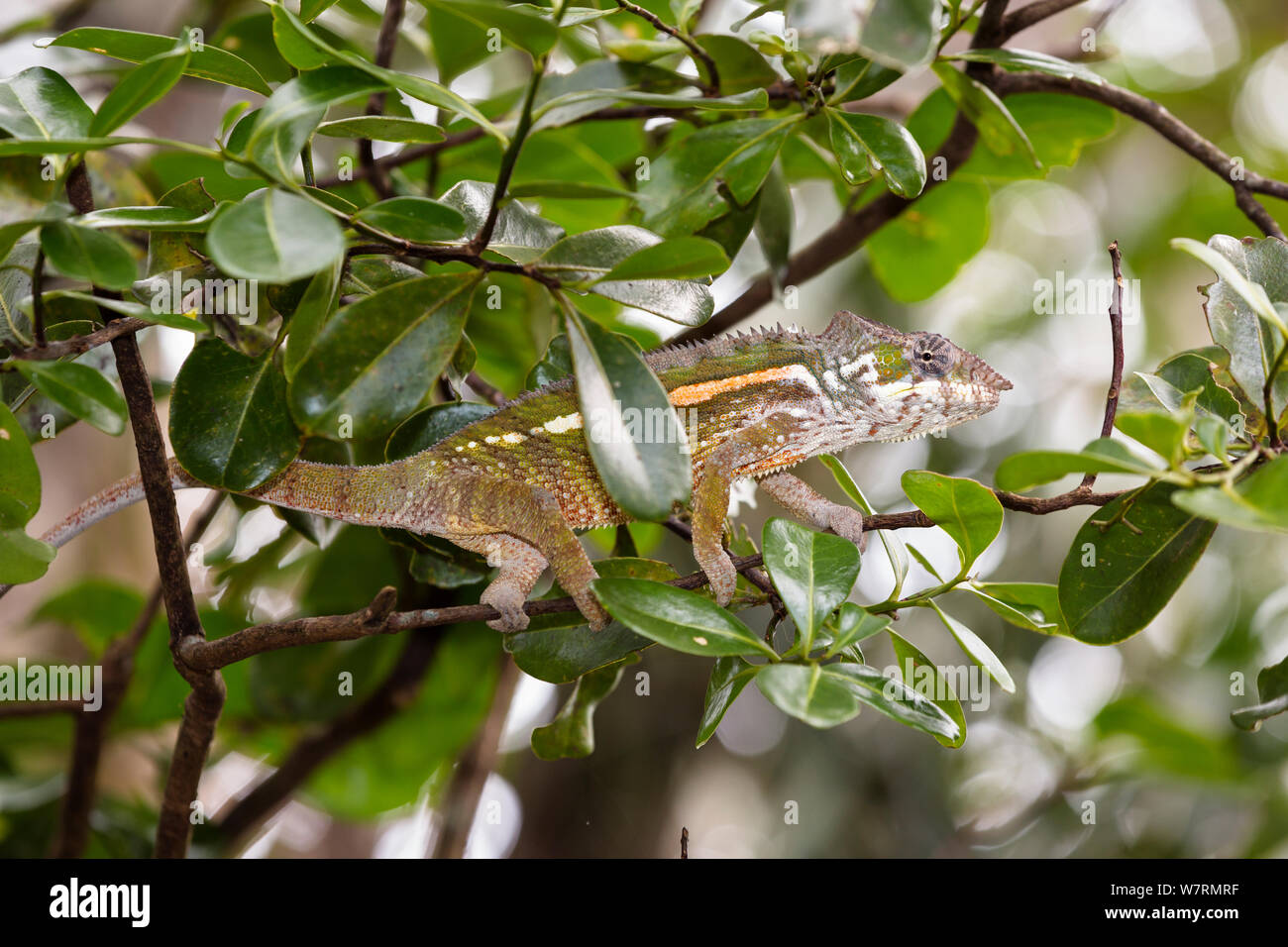 Chamäleon (Furcifer pardalis) männlich im Baum, Osten Madagaskar Stockfoto