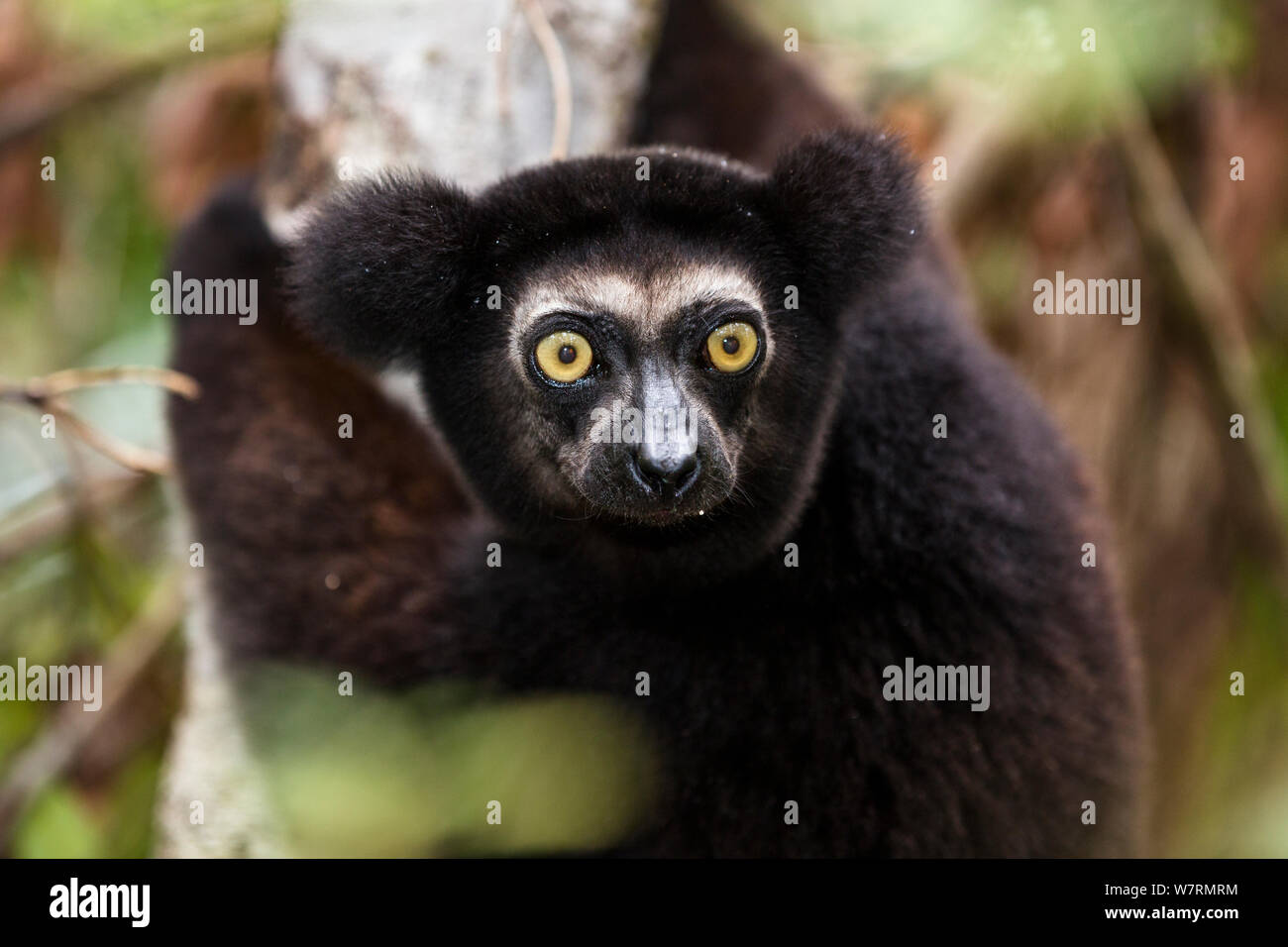 (Indri Indri indri) dunkle Farbe Variante, Regenwald, East-Madagascar, Afrika, Captive Stockfoto