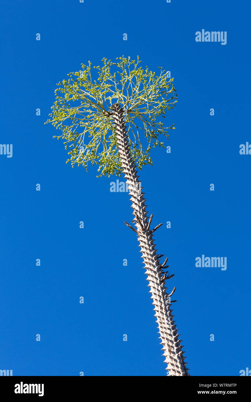 Baum im dornigen Wald (Alluaudia procera) in der Nähe von Nationalpark Andohahela, Madagaskar, Afrika Stockfoto