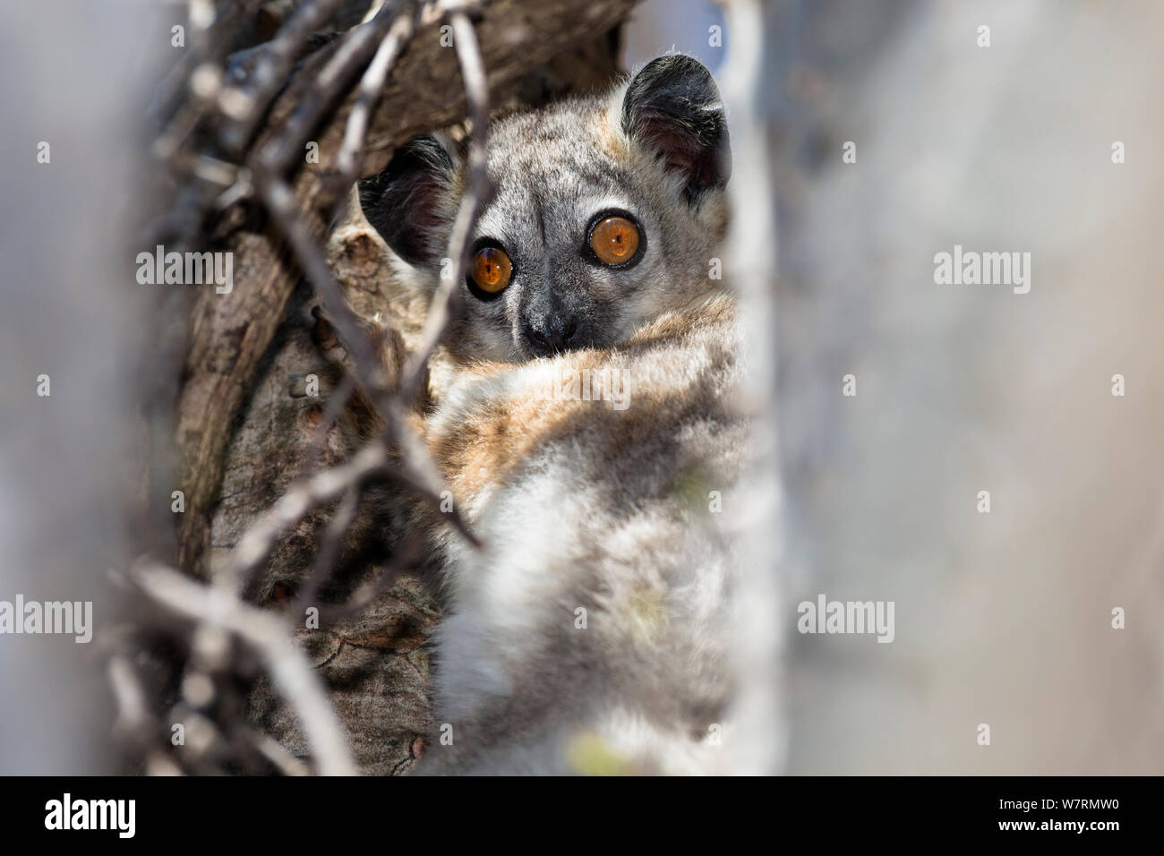 Weiß-footed Sportliche Lemur (Lepilemur leucopus) auf Baum, Berenty finden, Madagaskar, Afrika Stockfoto