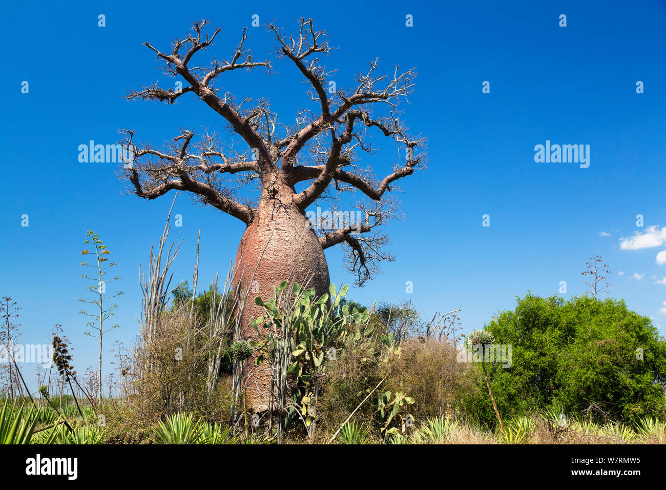 Affenbrotbaum (Adansonia rubrostipa) Berenty finden, Süd Madagaskar Stockfoto