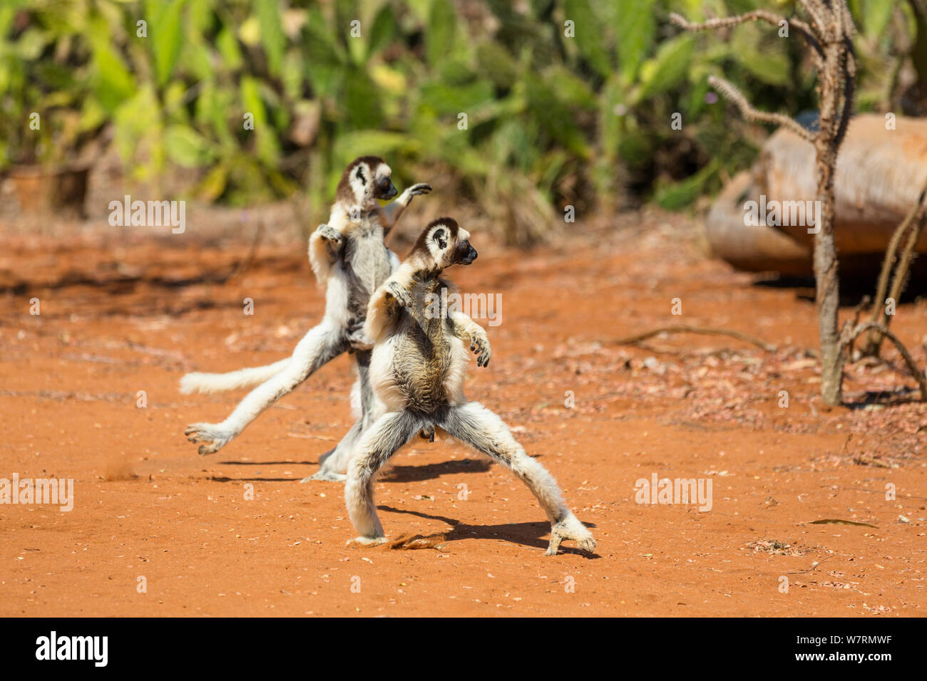 Verreaux Sifakas (Propithecus verreauxi) tanzen, Berenty finden, Madagaskar, Afrika Stockfoto