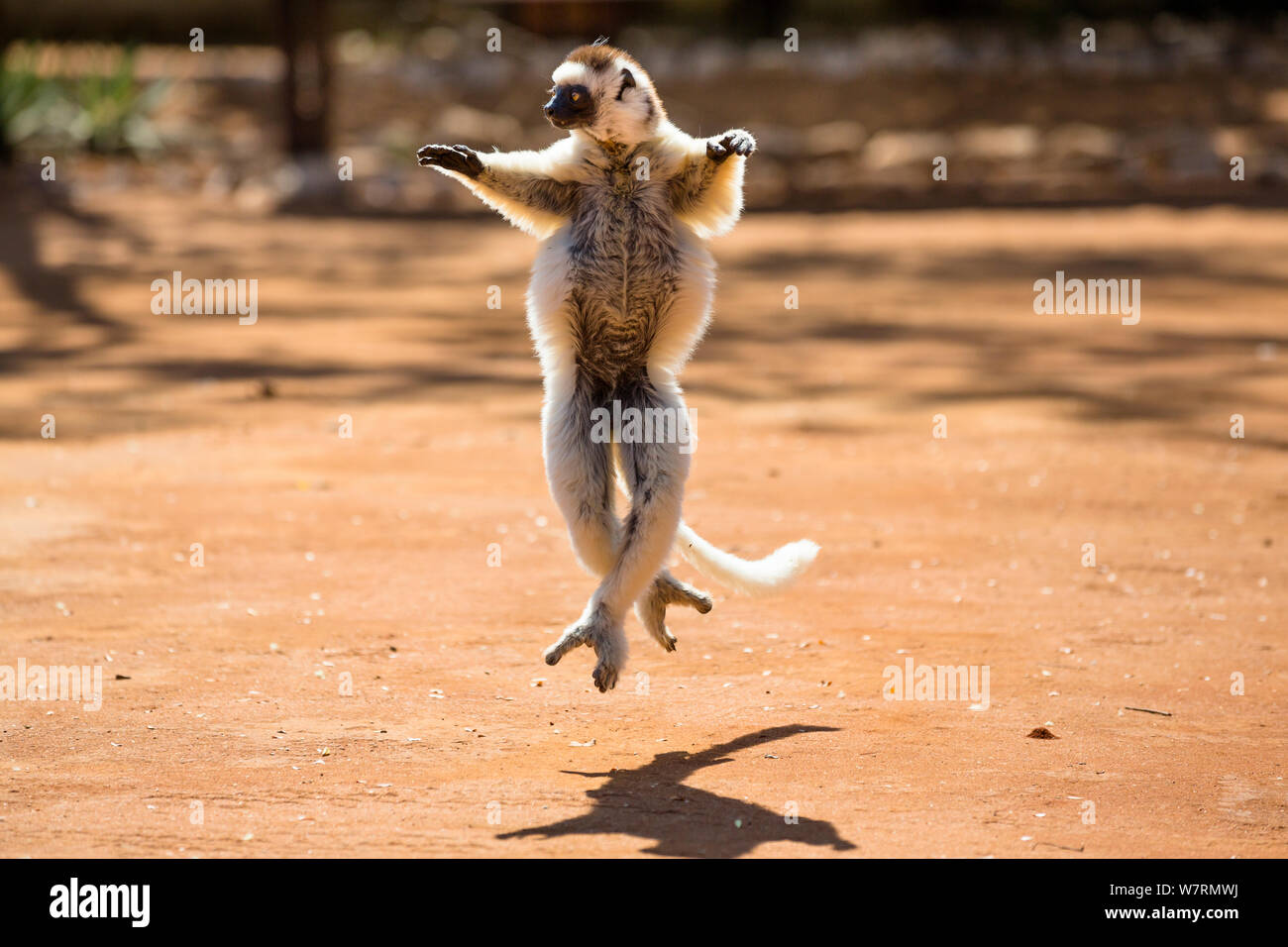 Verreaux Sifaka (Propithecus verreauxi) tanzen, Berenty finden, Madagaskar, Afrika Stockfoto