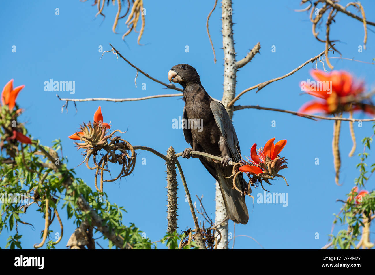 Vasa Papagei (Coracopsis Vasa drouhardi) in Korallenbaum (erythrina) Morondava Region West, Madagaskar, Afrika Stockfoto