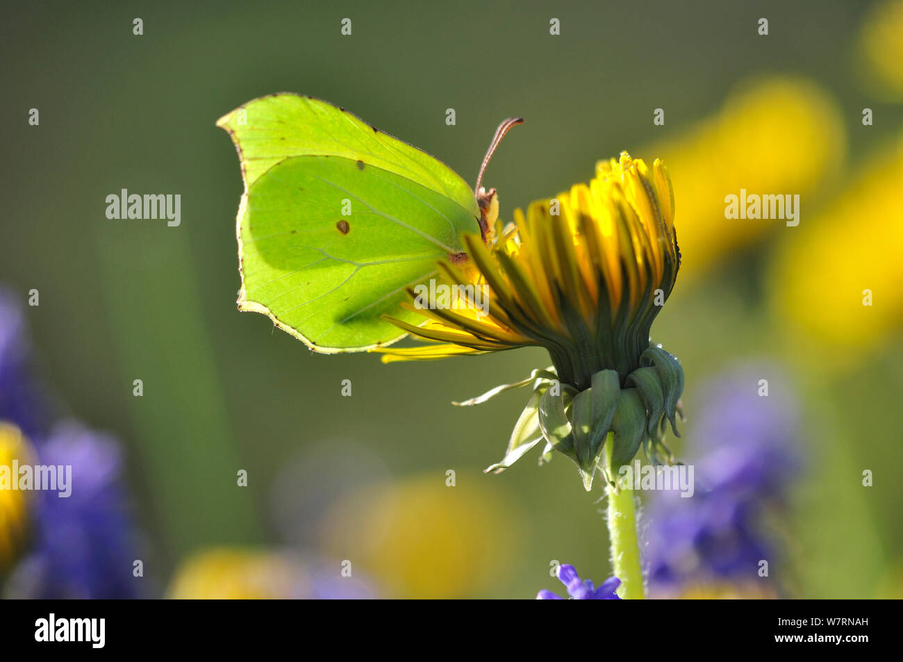 Männlichen Zitronenfalter (Gonepteryx rhamni) auf Löwenzahn (Taraxacum) Blüte. Dorset, UK April Stockfoto