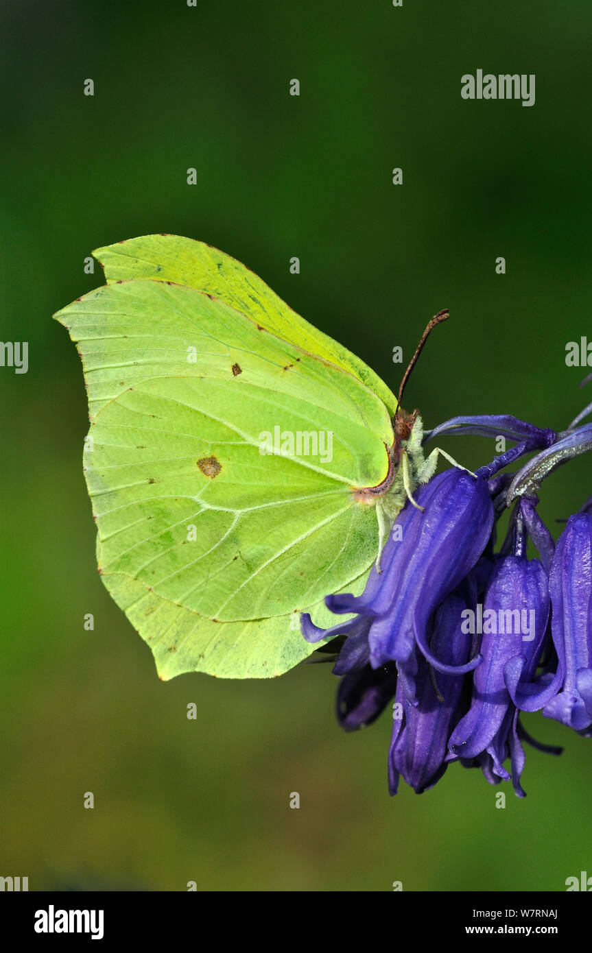 Männlichen Zitronenfalter (Gonepteryx rhamni) auf Bluebell (Hyacinthoides non-scripta) Blüte. Dorset, UK April Stockfoto