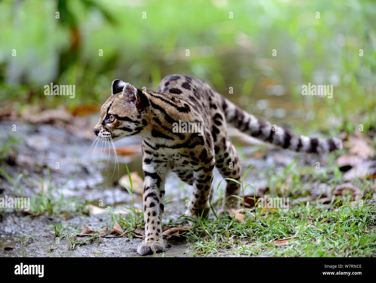 Margay (Leopardus wiedi) in Feuchtgebieten, Französisch-Guayana, Captive Stockfoto