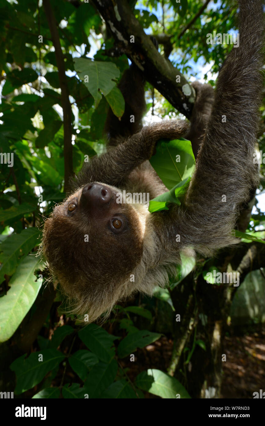 Unau/two-toed Sloth (Choloepus didactylus) Klettern im Baum, Französisch-Guayana Stockfoto