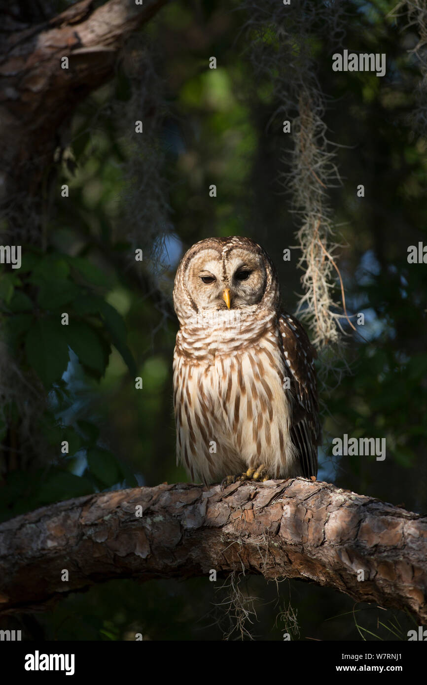 Südliche verjähren in Owl (Strix varia georgica) auf einem mit Pinien Zweig am späten Nachmittag thront, Myakka City, Florida, USA. Nicht-exklusive Stockfoto