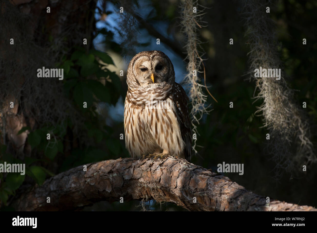 Südliche verjähren in Owl (Strix varia georgica) auf einem mit Pinien Zweig am späten Nachmittag thront, Myakka City, Florida, USA. Nicht-exklusive Stockfoto