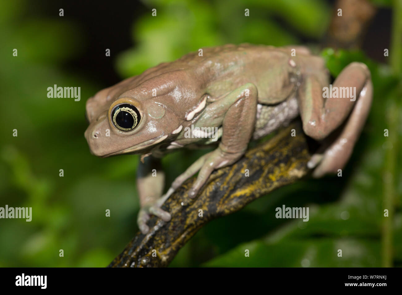 Wächserne Monkey Treefrog (Phyllomedusa sauvagii) gefangen, von Bäumen der trockenen Prärien von Argentinien, Brasilien, Bolivien und Paraguay. Stockfoto