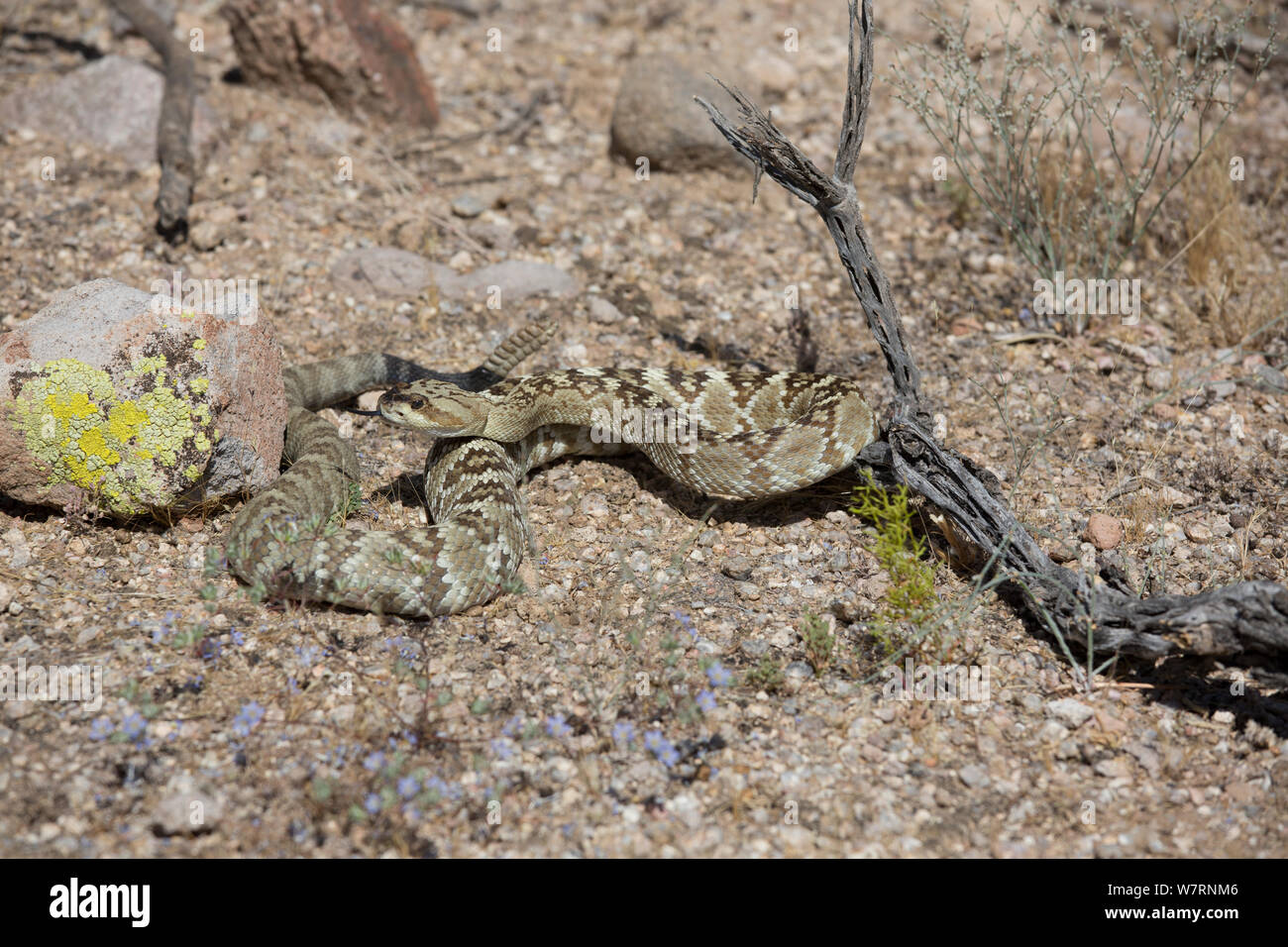 Western Diamondback Rattlesnake (Crotalus Atrox) durch einen Patch von Miniatur Woolystar (Eriastrum Diffusum) in der Sonora Wüste, Mesa, Arizona, USA Stockfoto
