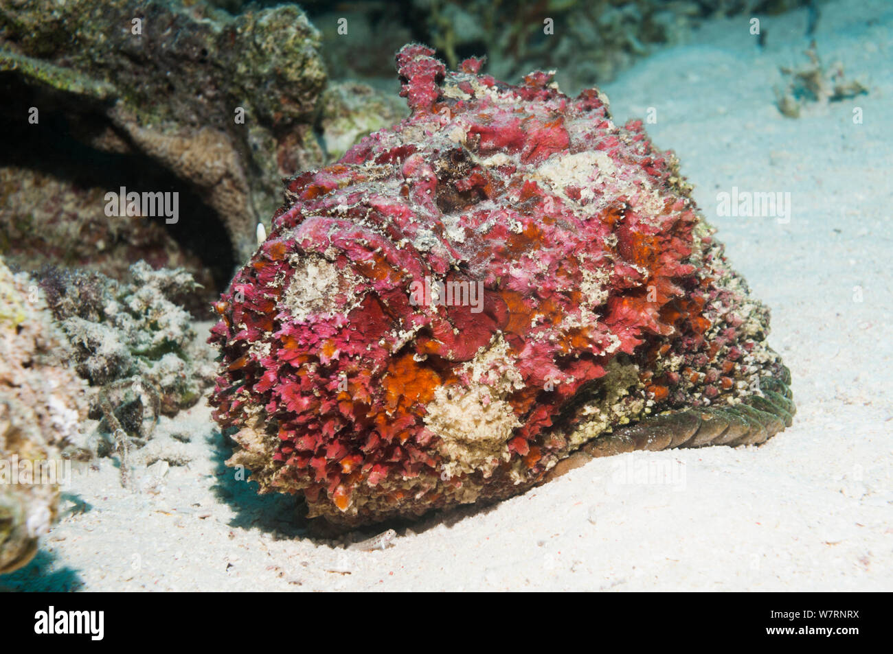 Steinfisch (Synanceia verrucosa). Dieses individuelle, gerade seine Nagelhaut vergossen, kräftigem Pink, Rot und Violett, ähnlich einem Kalkalgen verkrusteten Rock. Es ist eines der am meisten giftige Fische, die derzeit in der ganzen Welt bekannt. Ägypten, Rotes Meer. Stockfoto