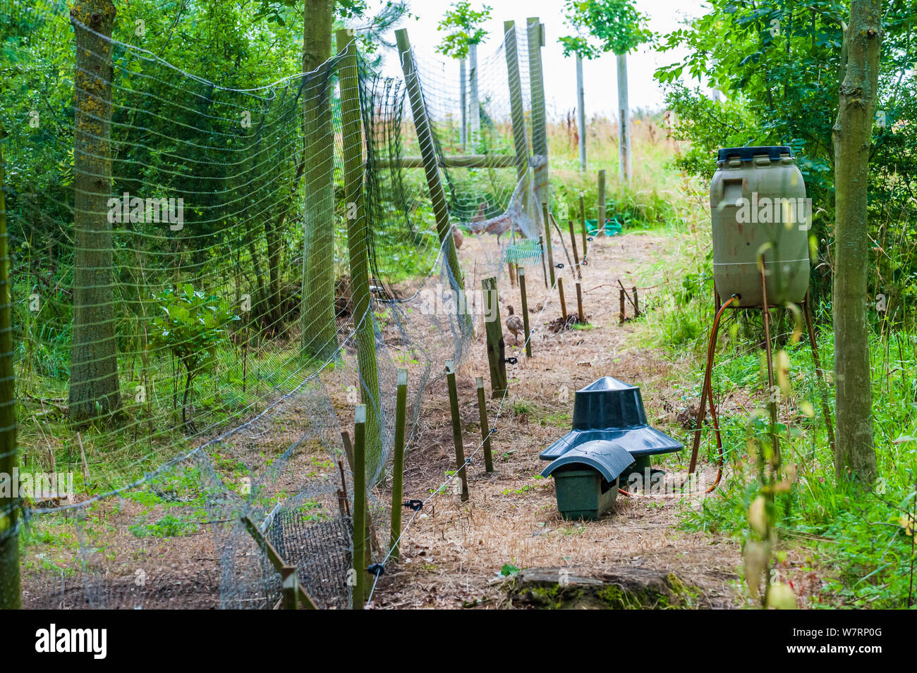 An der Seite eines Wildhüter release Pen auf einem Englischen shooting Immobilien Suchen Stockfoto