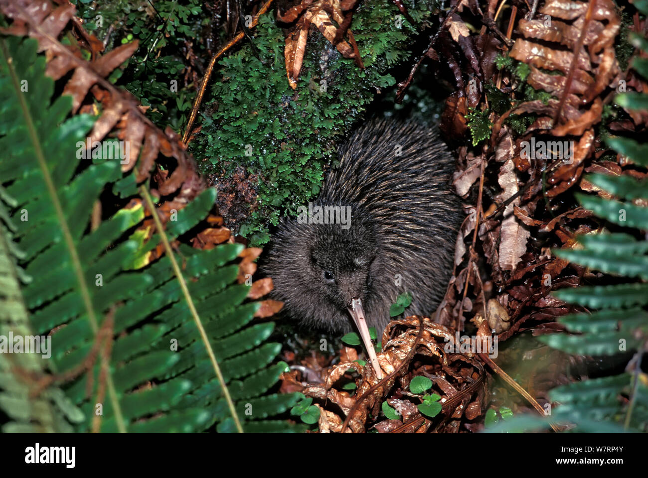 Okarito Braun Kiwi (Apteryx rowi) 3 woche Küken alleine auf Nahrungssuche in Farn Wurf, von der Bevölkerung von 200. Okarito Wald, Westland, South Island, Neuseeland. Stockfoto