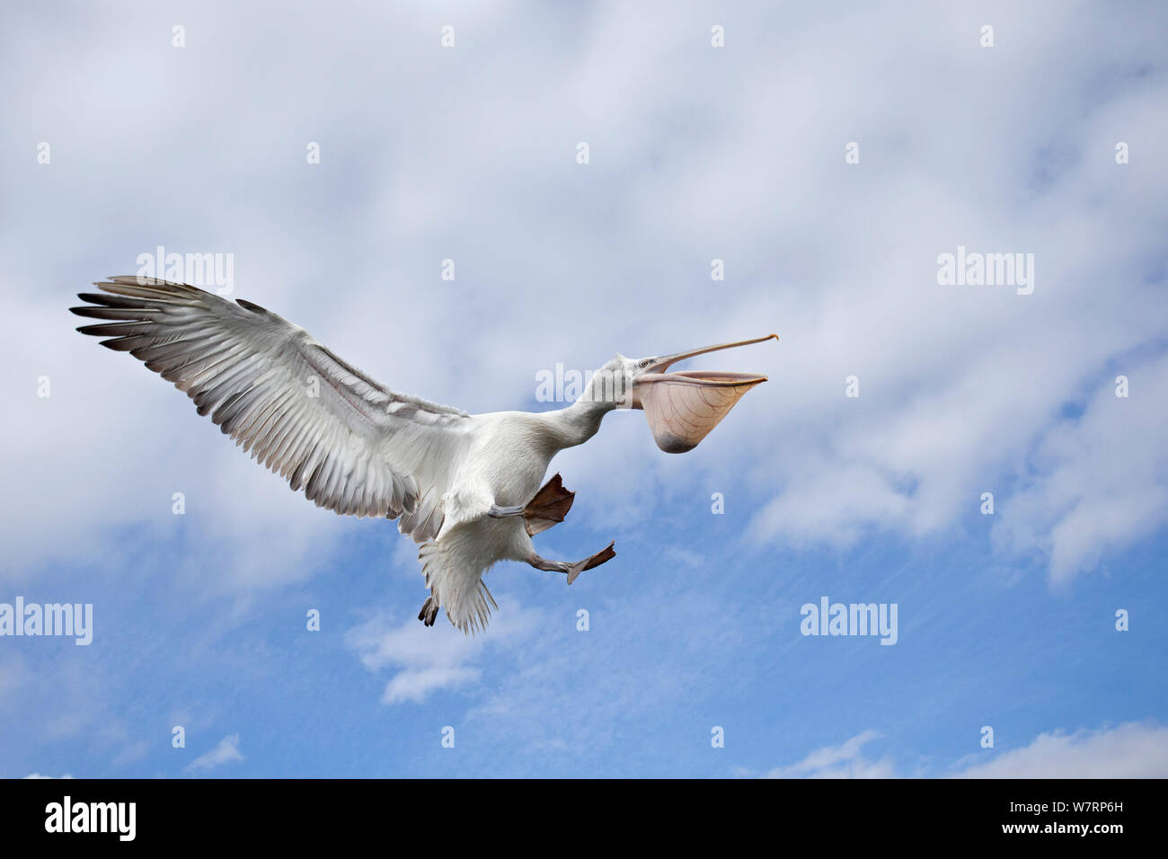 Krauskopfpelikan (Pelecanus crispus) im Flug mit einem Fisch in thoat Tasche, See Kerkini, Griechenland. Februar Stockfoto