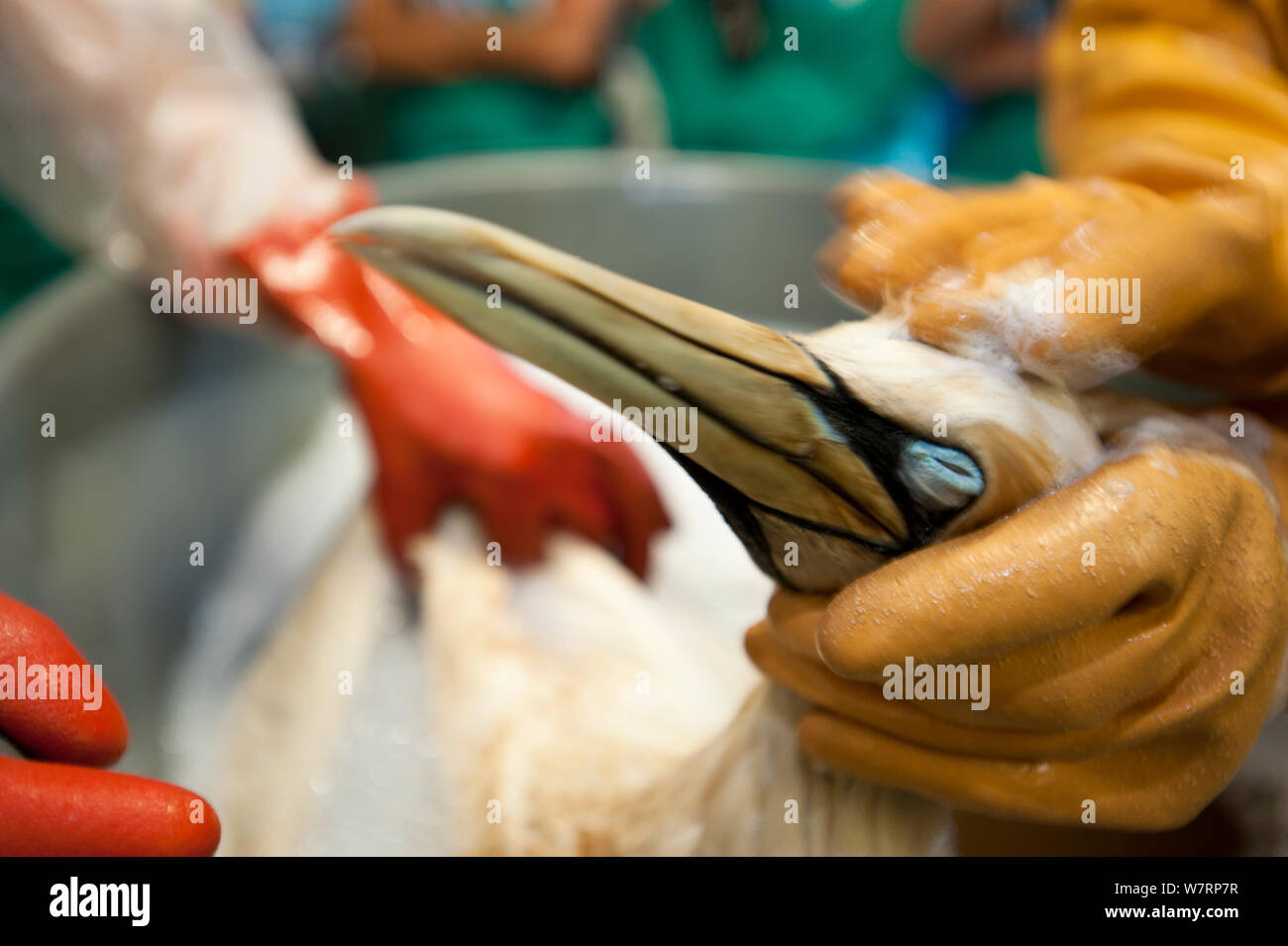 Cape Gannet (Morus Capensis) mit einem waschen, Öl aus Federn, während Hand Aufzucht und Rehabilitation in der südlichen afrikanischen Stiftung für die Erhaltung der Küsten Vögel (SANCCOB) zu entfernen. Cape Town, Südafrika. Dezember 2011 Stockfoto