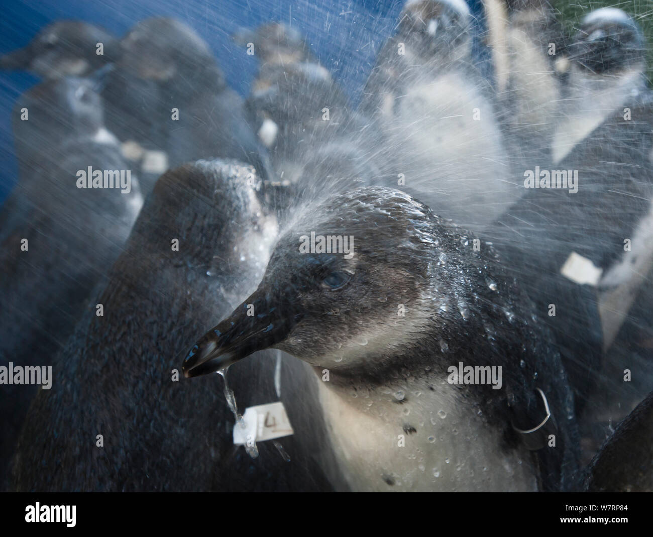 Afrikanische Pinguine (Spheniscus demersus) mit Wasser besprüht nach der Fütterung, während in der Rehabilitation an der Südafrikanischen Stiftung für die Erhaltung der Küstenvögel (SANCCOB) Cape Town, Südafrika. Dezember 2011 Stockfoto