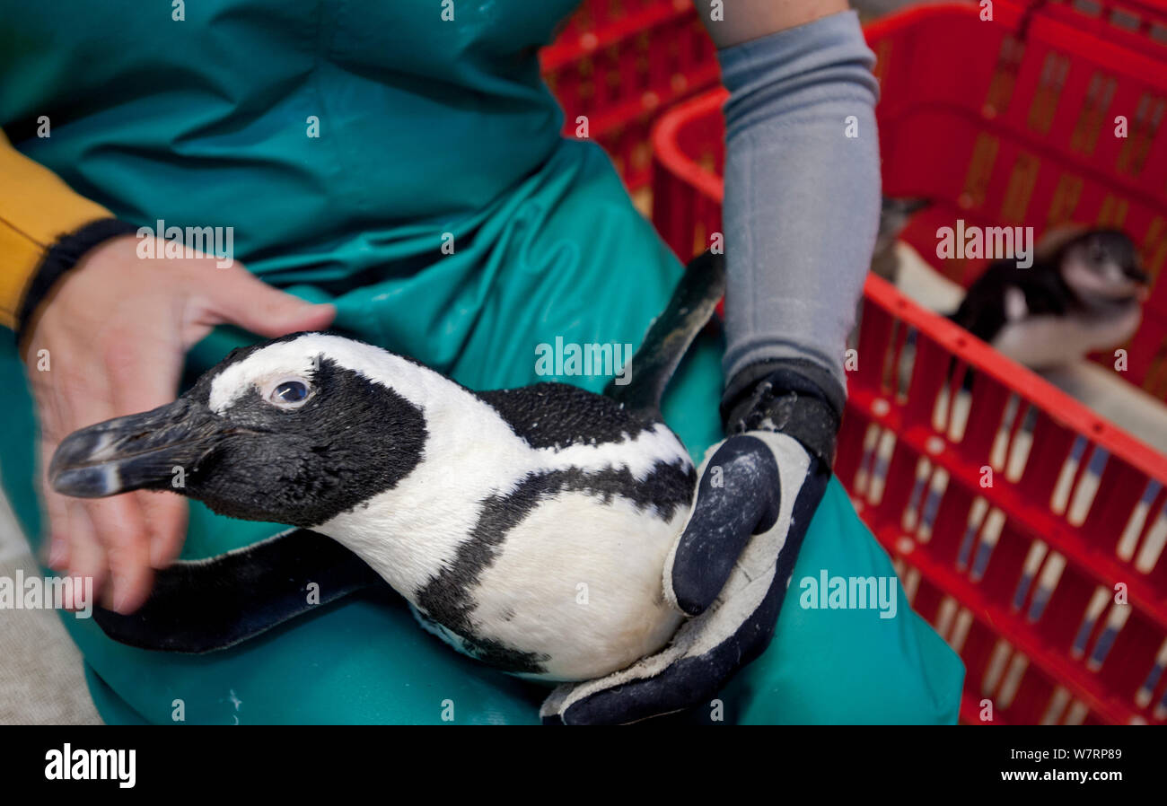 Afrikanische Pinguin (Spheniscus demersus) Erwachsene für Rehabilitation an der Southern African Foundation zugelassen werden für die Erhaltung der Küstenvögel (SANCCOB) Cape Town, Südafrika. Dezember 2011 Stockfoto