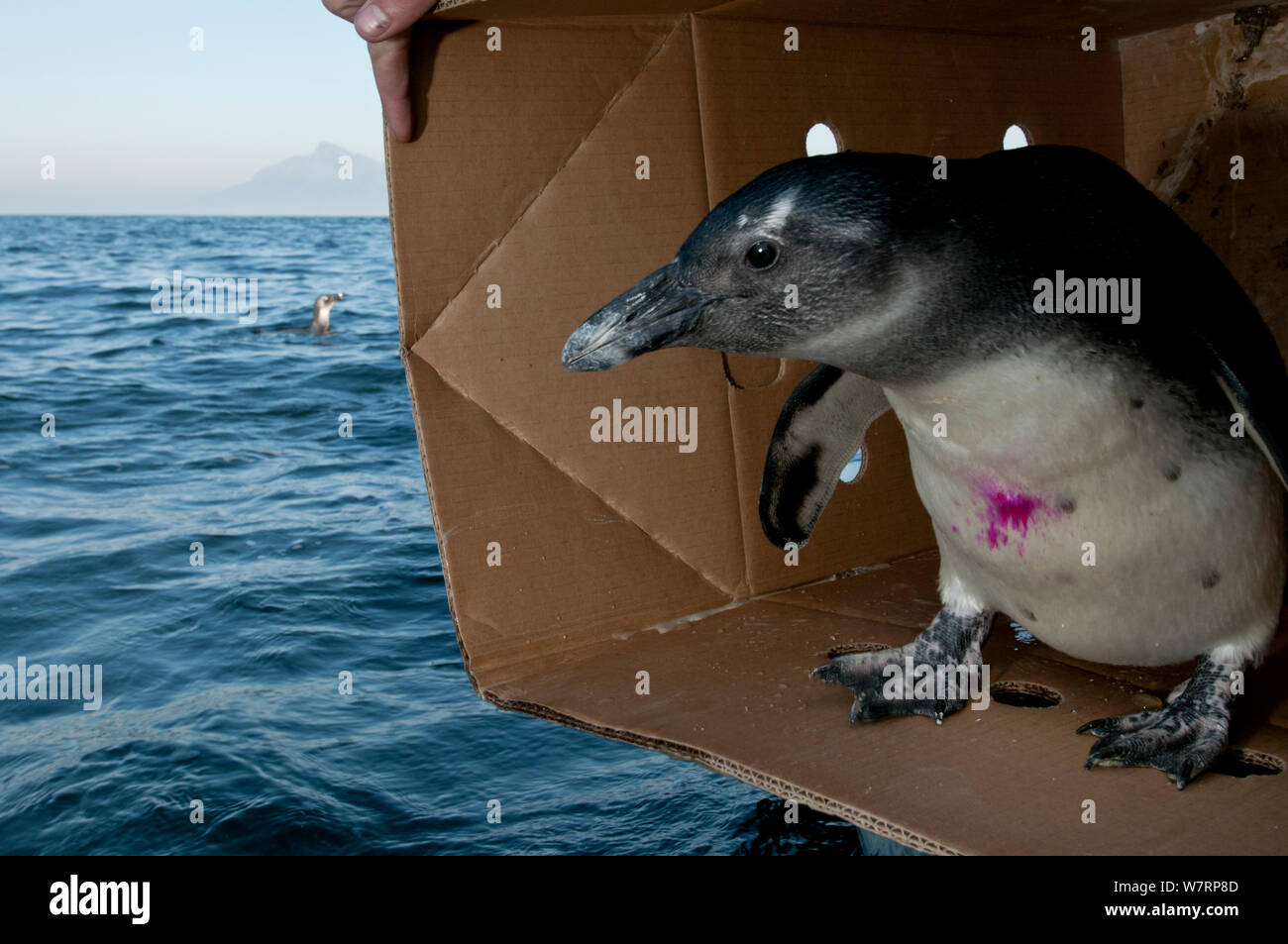 Afrikanische Pinguine (Spheniscus demersus) veröffentlichte nach der Rehabilitation an der Südafrikanischen Stiftung für die Erhaltung der Küstenvögel (SANCCOB) in der Nähe von Robben Island im Table Bay. Kapstadt, Südafrika, Juli 2011 Stockfoto