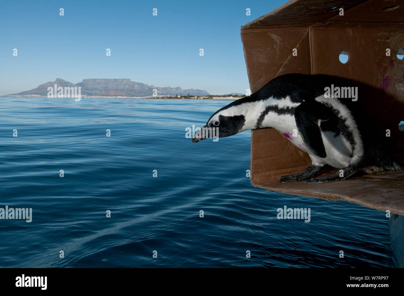 Afrikanische Pinguine (Spheniscus demersus) veröffentlichte nach der Rehabilitation an der Südafrikanischen Stiftung für die Erhaltung der Küstenvögel (SANCCOB) in der Nähe von Robben Island im Table Bay. Kapstadt, Südafrika, Juli 2011 Stockfoto