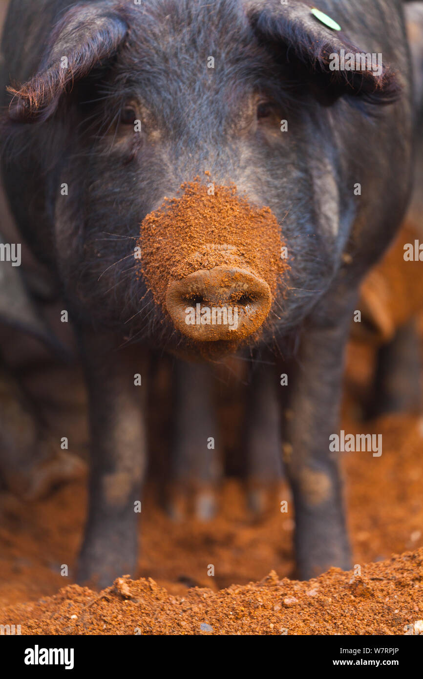 Iberischen Schwein mit Schlamm bedeckt Schnauze, Naturpark Sierra de Aracena, Huelva, Andalusien, Spanien, Europa. Rasse verwendet Iberico Schinken/Jamon Iberico produzieren Stockfoto