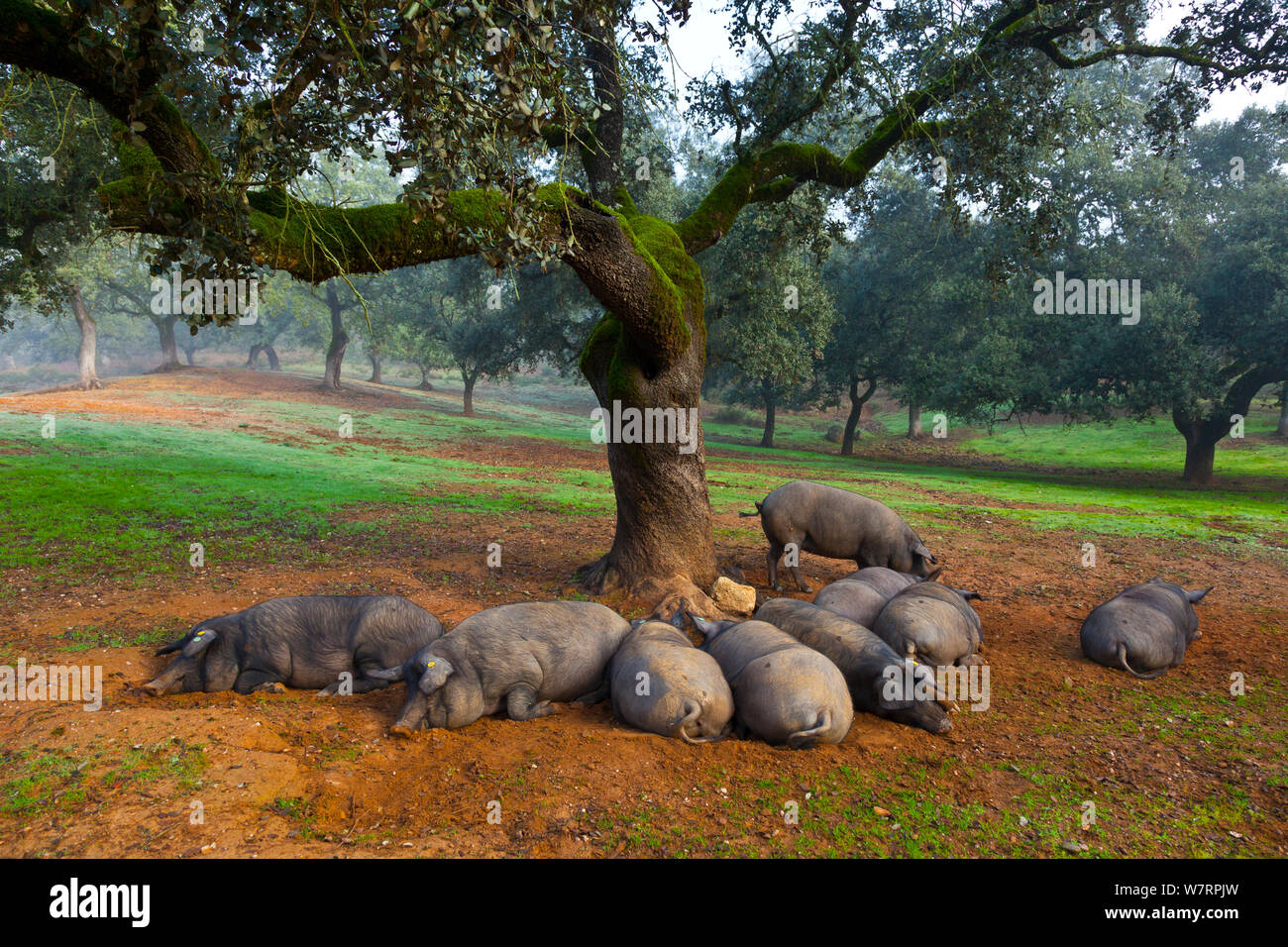 Iberische Schweine in Eiche schwarz Woodland ruhend, Naturpark Sierra de Aracena, Huelva, Andalusien, Spanien, Europa. Rasse verwendet Iberico Schinken/Jamon Iberico produzieren Stockfoto