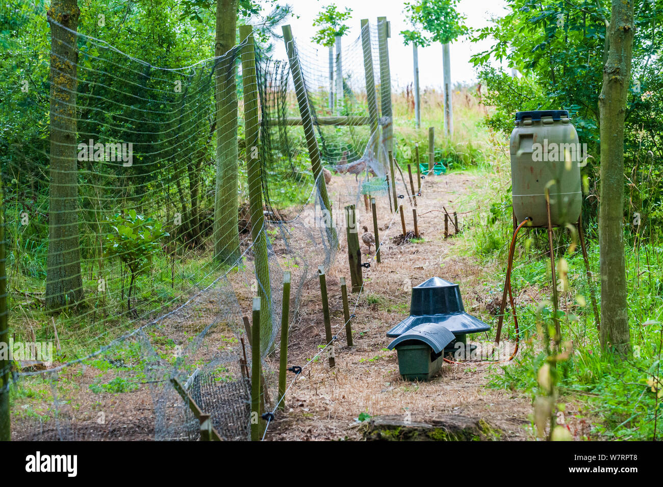 An der Seite eines Wildhüter release Pen auf einem Englischen shooting Immobilien Suchen Stockfoto