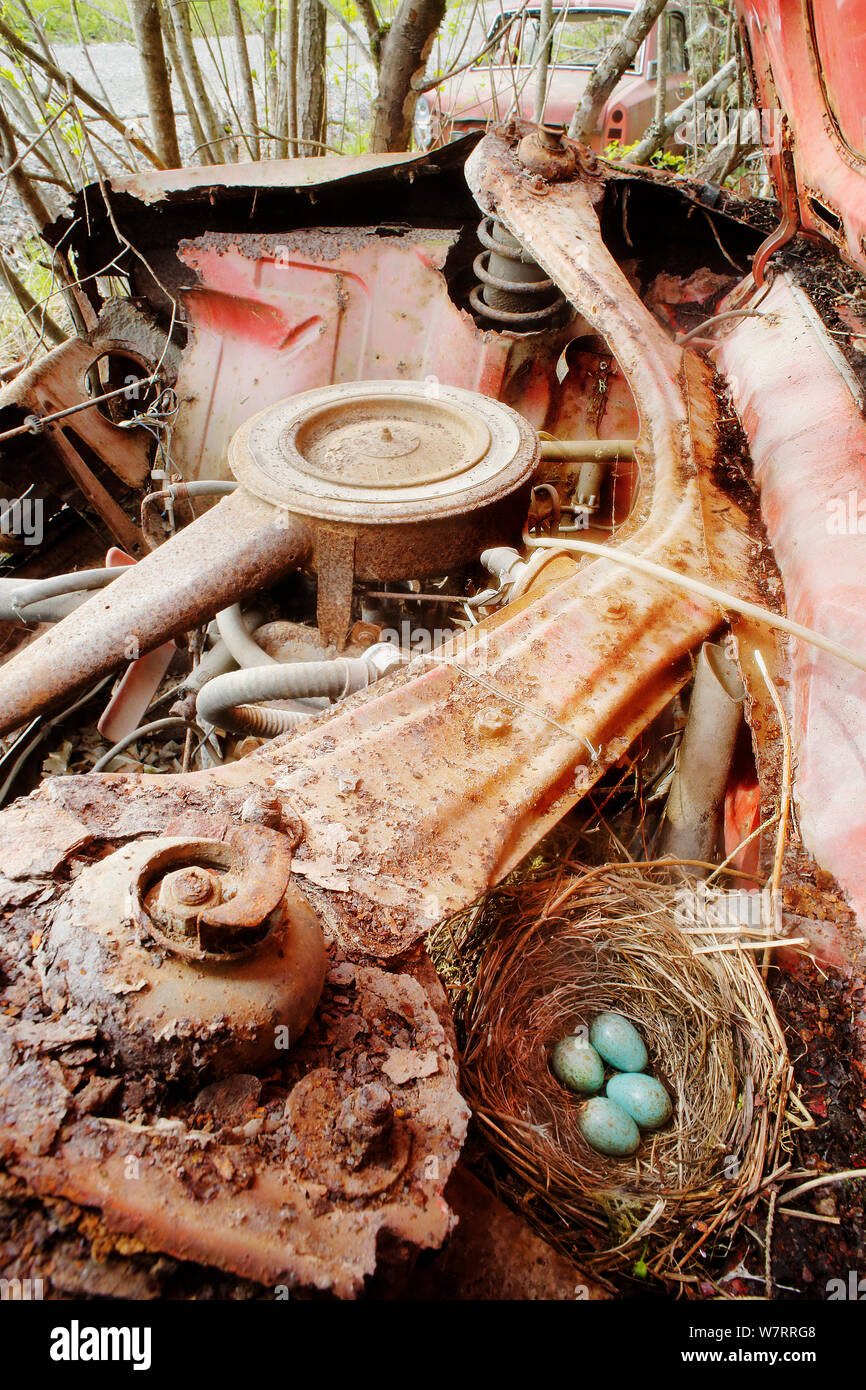 Amsel (Turdus merula) Nest mit Eiern in der Motor der abgebrochenen Auto, Auto Friedhof, Värmland, Schweden Stockfoto