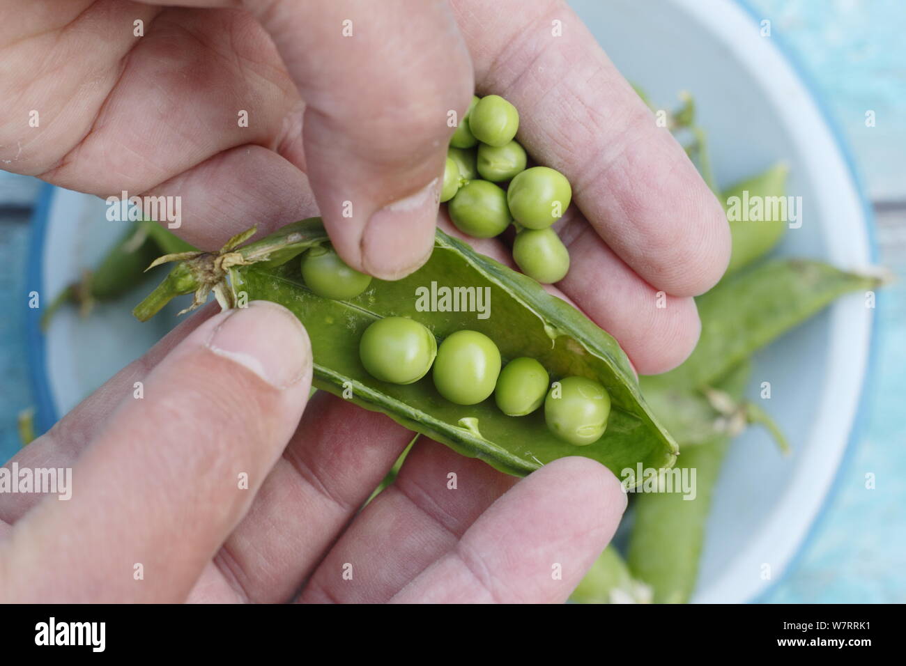 Pisum sativum. Podding frisch gepflückte Erbsen im Sommer. Großbritannien Stockfoto