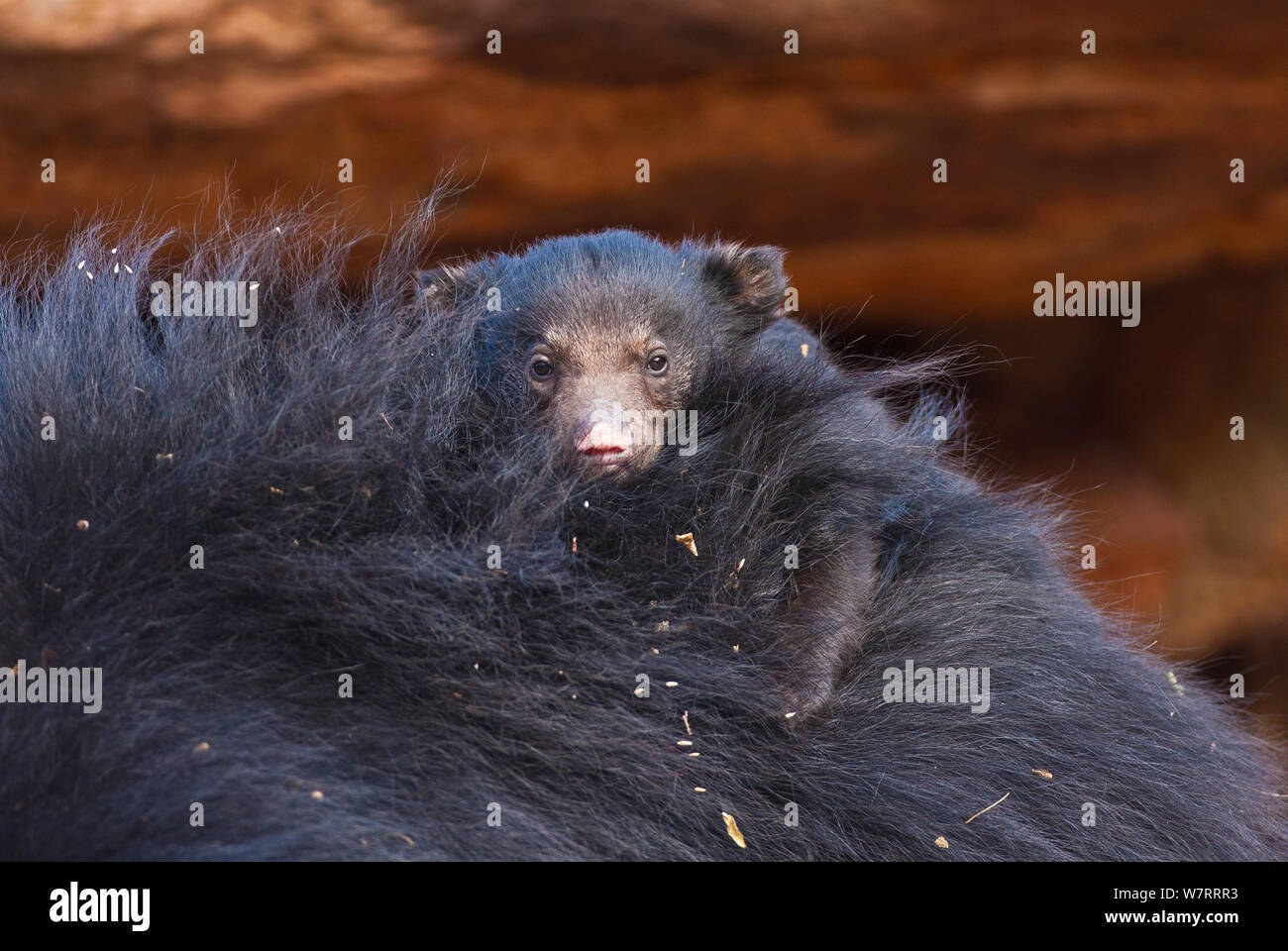 Baby Faultiere (Melursus ursinus) auf die Eltern zurück, Daroji Faultiere Heiligtum, Karnatka, Indien. Stockfoto
